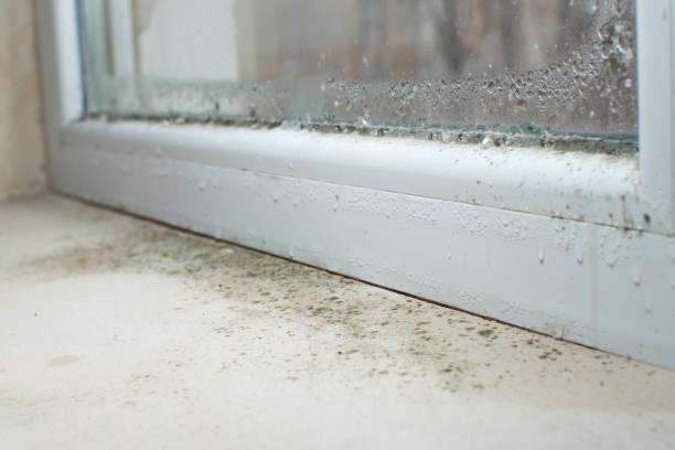 Why You Should Choose Our Mold Remediation Services in Shelby, MS